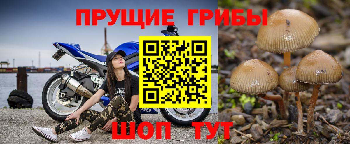 Галлюциногенные грибы Cubensis  Галлюциногенные грибы Cubensis  Аргун  Вход с VPN 